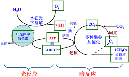 在光合作用和呼吸作用過(guò)程中.氧元素的去向正確的是( )A.H2O--C6H12O6--CO2B.H2O--C6H12O6--H2OC.H2O--O2--CO2D.H2O--O2--H2O 題目和參考答案