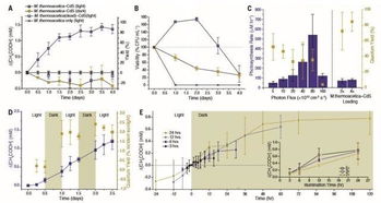 楊培東的偉大成就 研發(fā)人工光合作用,讓二氧化碳變成汽油 藥品