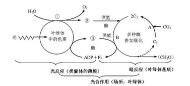 光合作用生成一個(gè)o2 產(chǎn)生幾個(gè) 消耗幾個(gè)c3生成幾個(gè) c6h1206