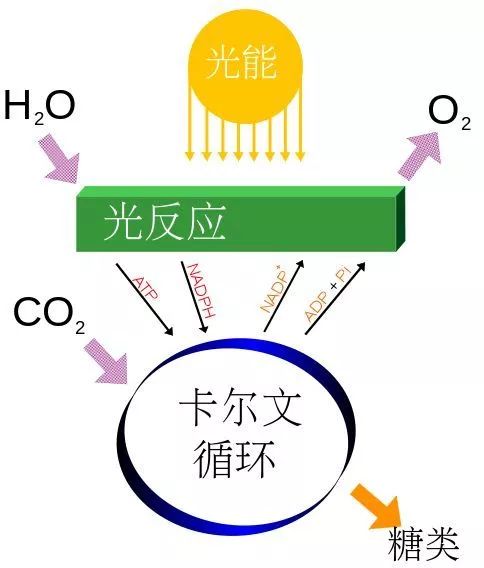 它帶來了生命史上最大的災難,但也是地球生命的未來