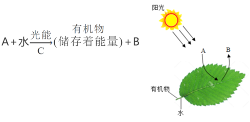 枝條處理實驗與光合作用的關系