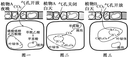 景天科植物的特殊光合作用機(jī)制 景天酸代謝（CAM）途徑