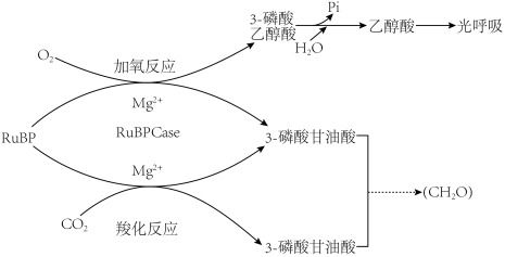 植物葉肉細(xì)胞中光合作用與呼吸作用的ATP生成過(guò)程解析
