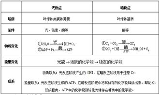 光合作用的原理、過(guò)程與應(yīng)用