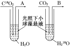 光合作用的過程及影響光合作用的環(huán)境因素