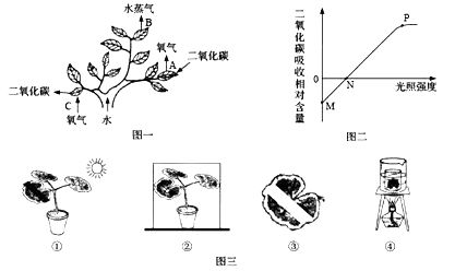 夏日清涼何處尋？紫金公園的綠意與光合作用